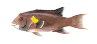 non-qualifying Saltwater Fish