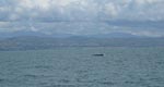 March 3, 2010 - Kid's Ministry Whale Watching Trip